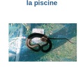 Serpent Piscine